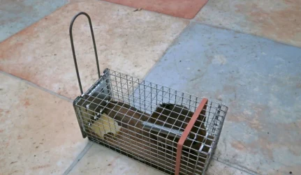 Rodent Control