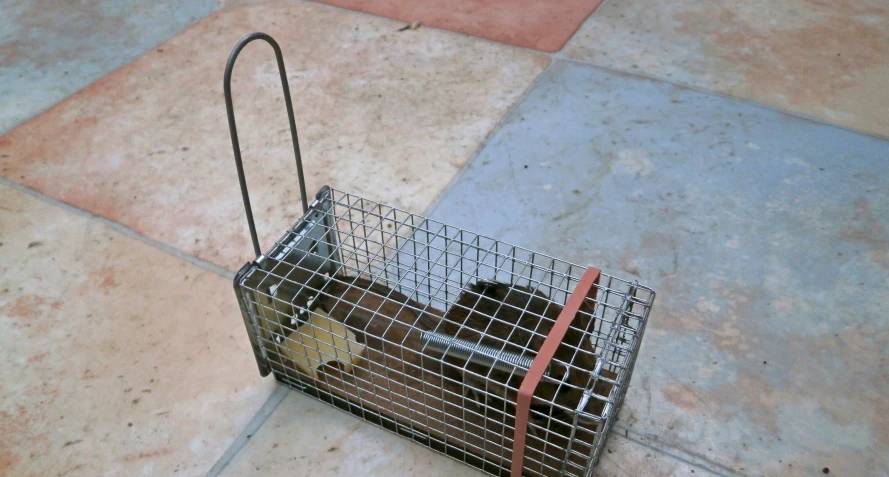 Rodent Control