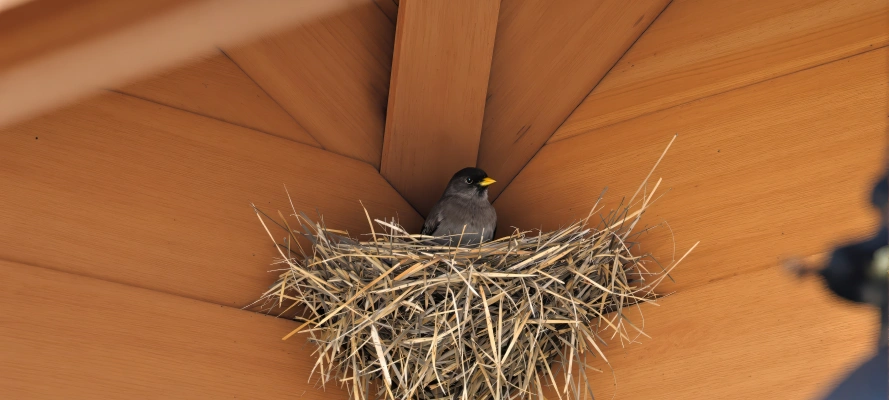 Bird Control Service Bird Control Service Nature Boy Wildlife